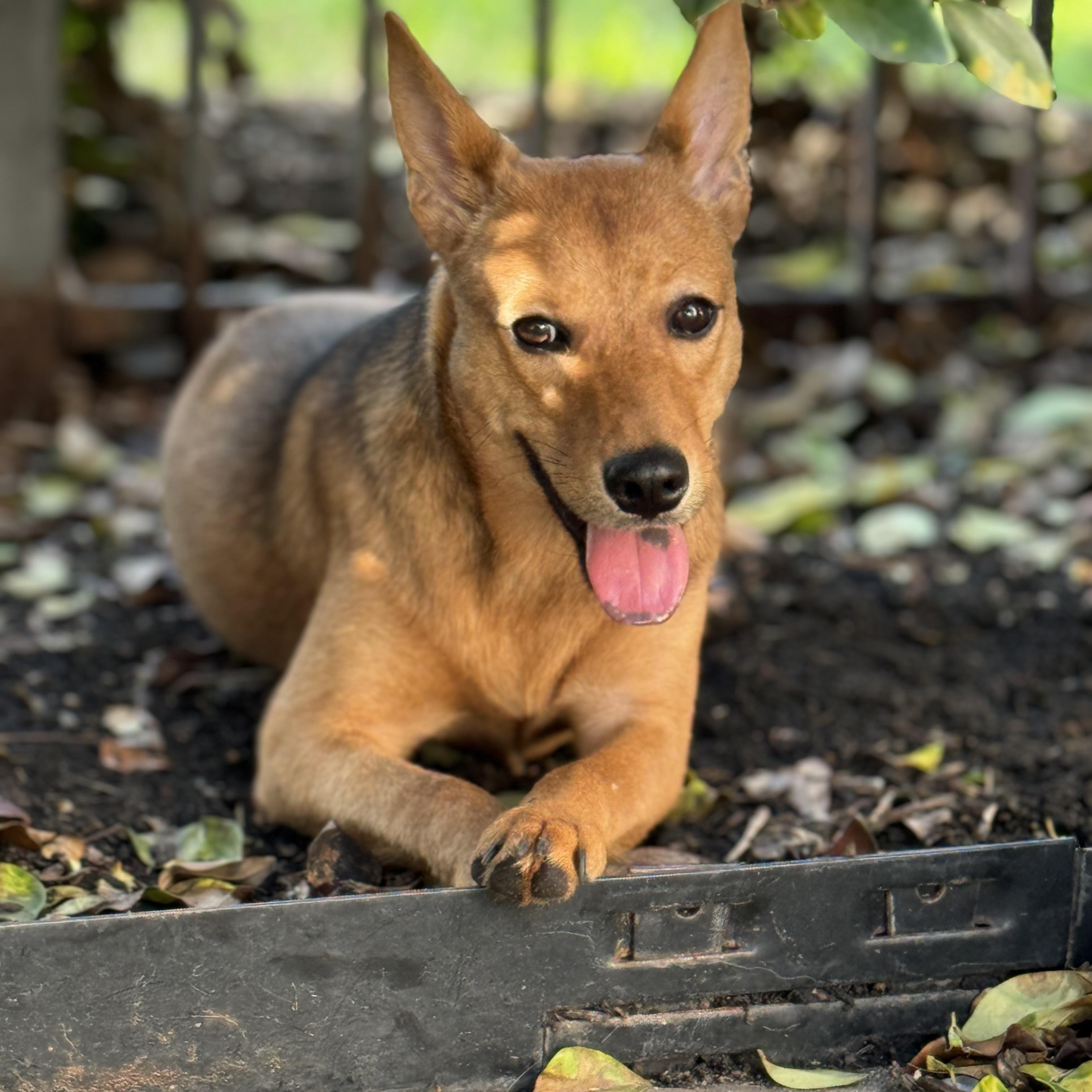 Shiloh, an adoptable Basenji, Shepherd in Calumet, MI, 49913 | Photo Image 2