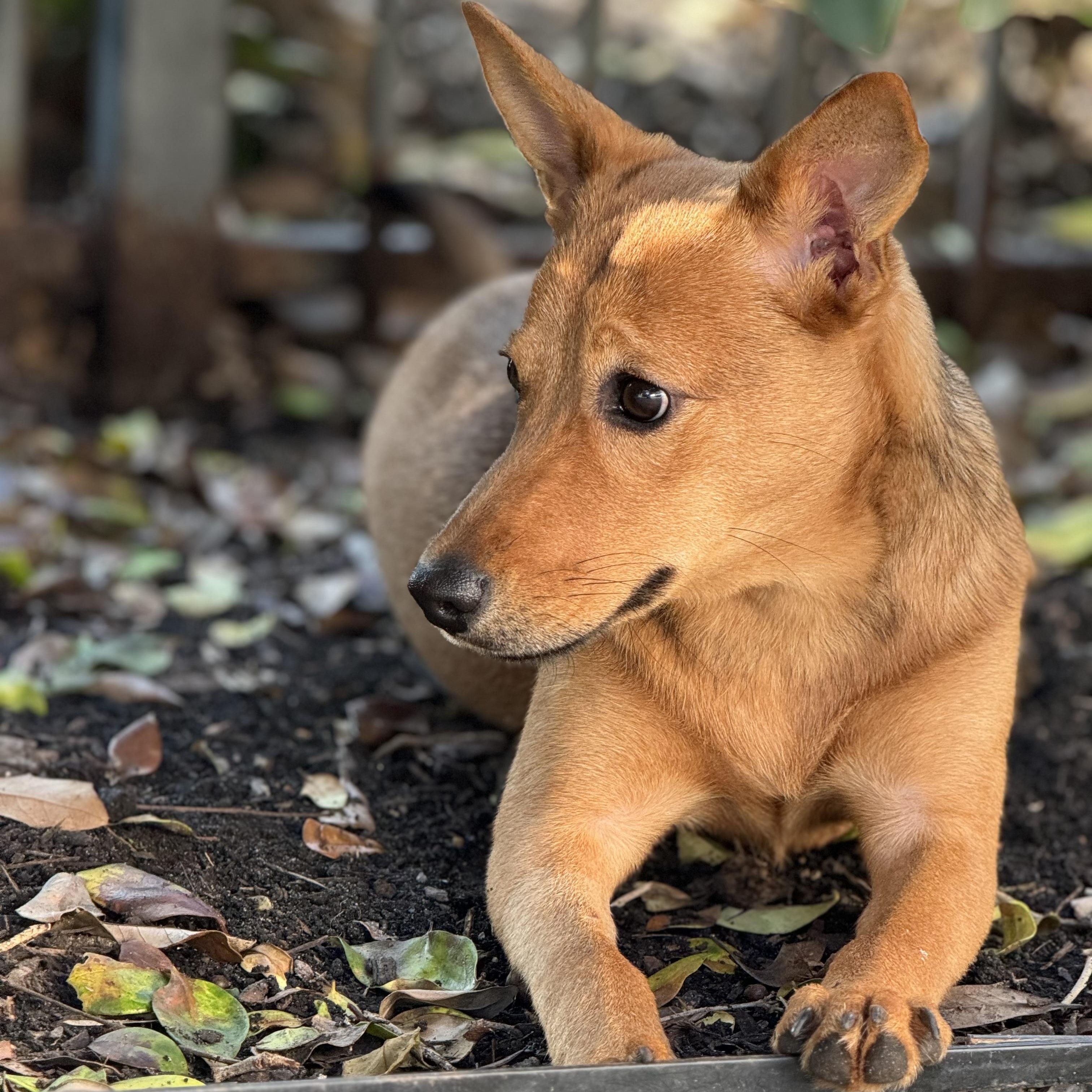 Shiloh, an adoptable Basenji, Shepherd in Calumet, MI, 49913 | Photo Image 1