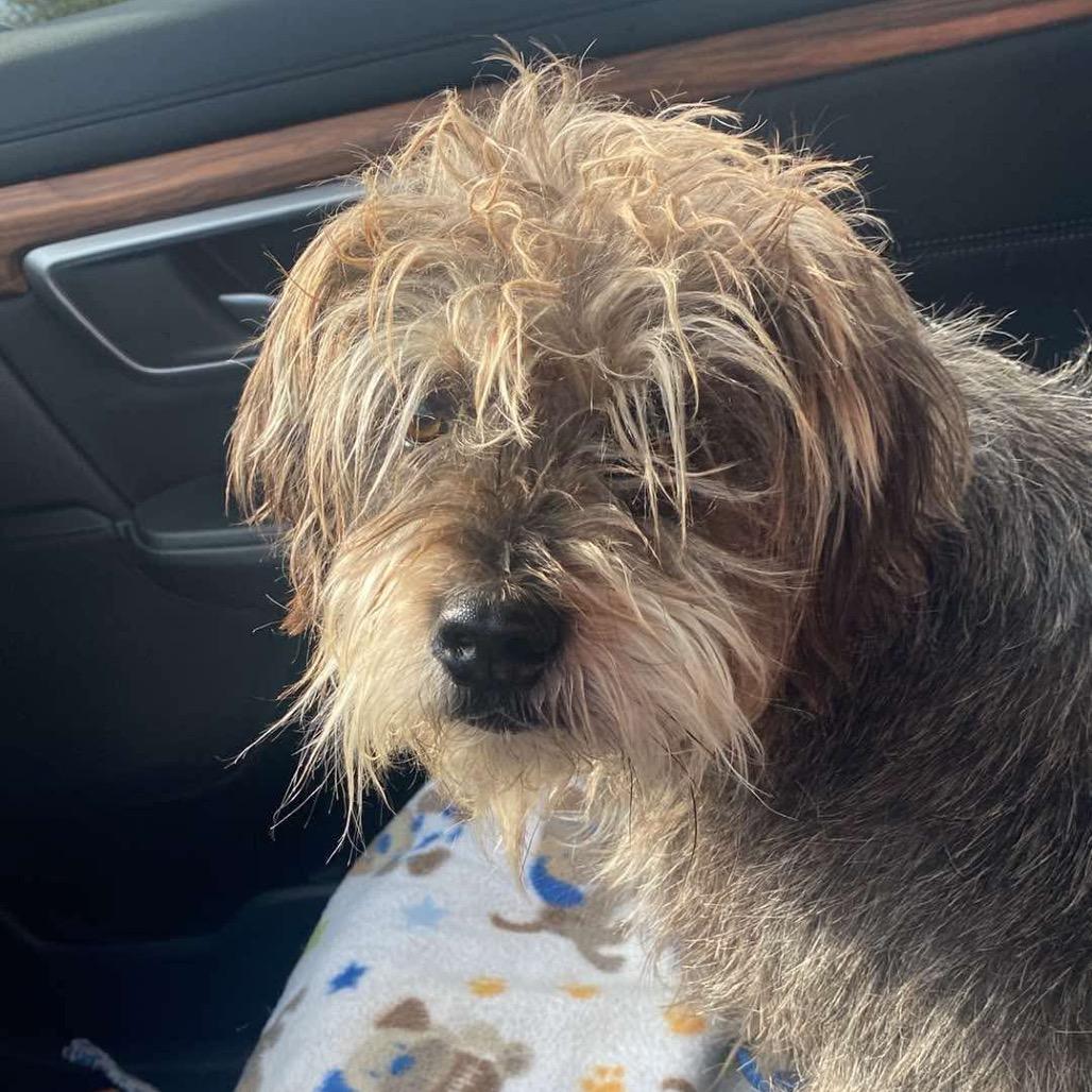 Toby, Adoptable, Adult Male Schnauzer & Shih Tzu.