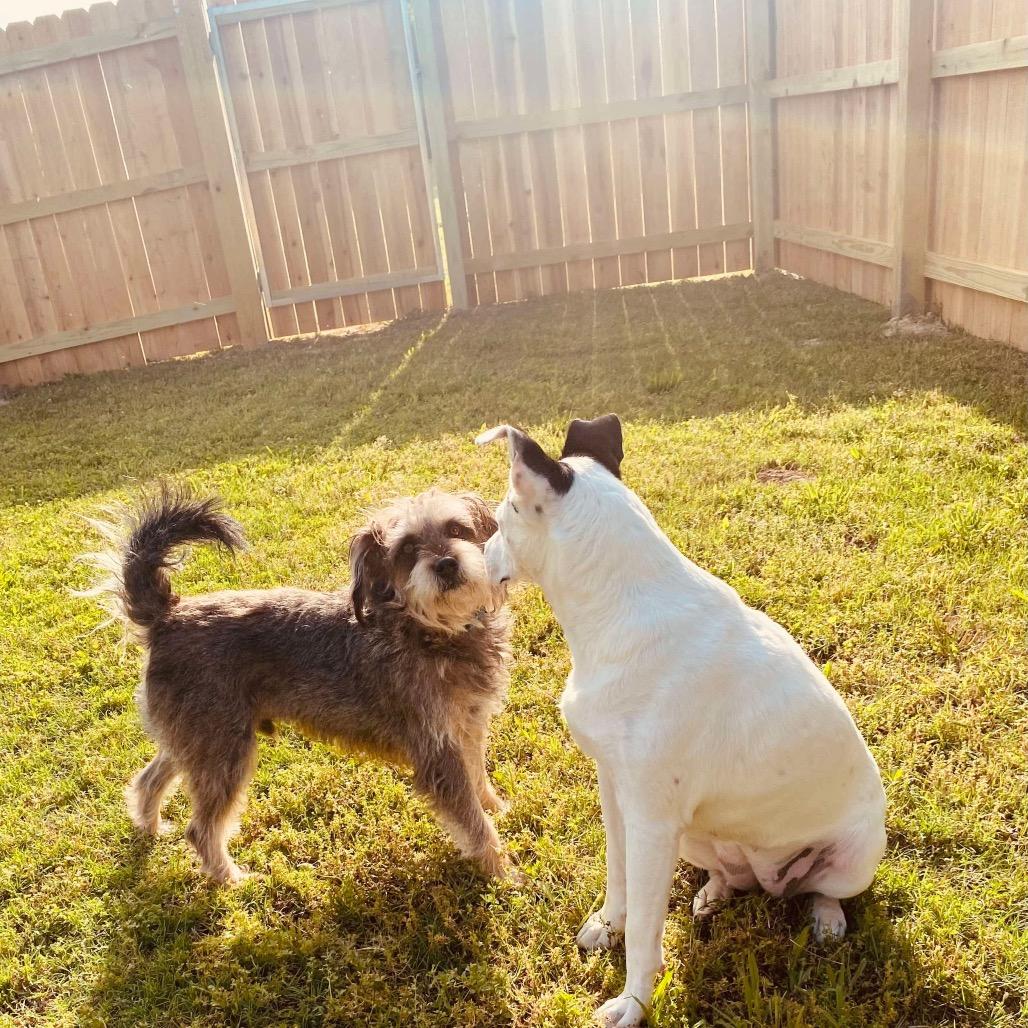 Enlarge Toby, a Adoptable mixed breed in Bartlett, TN image 2/6