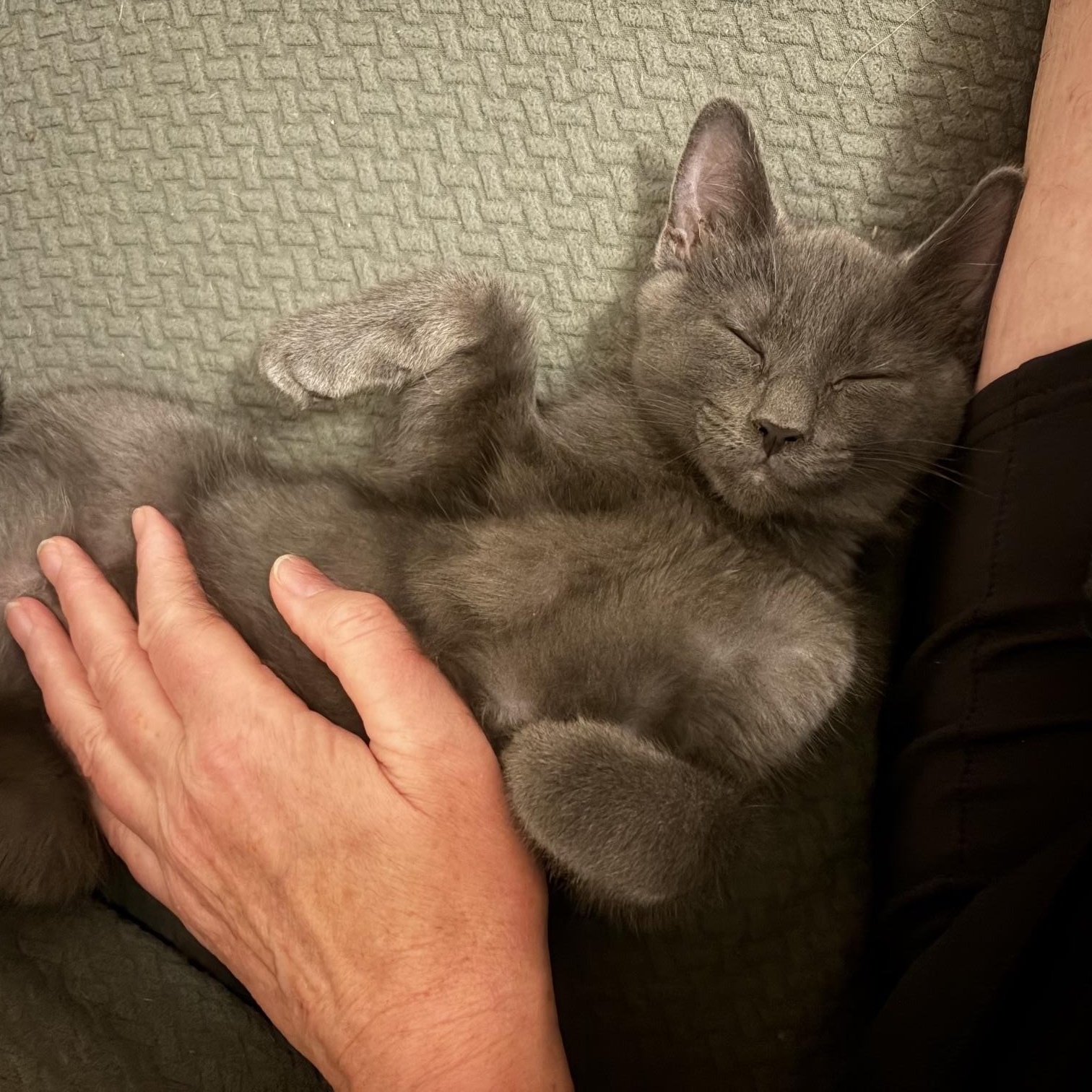 Enlarge Ivan, an adopted Domestic Short Hair in Montreal, QC image 1/1