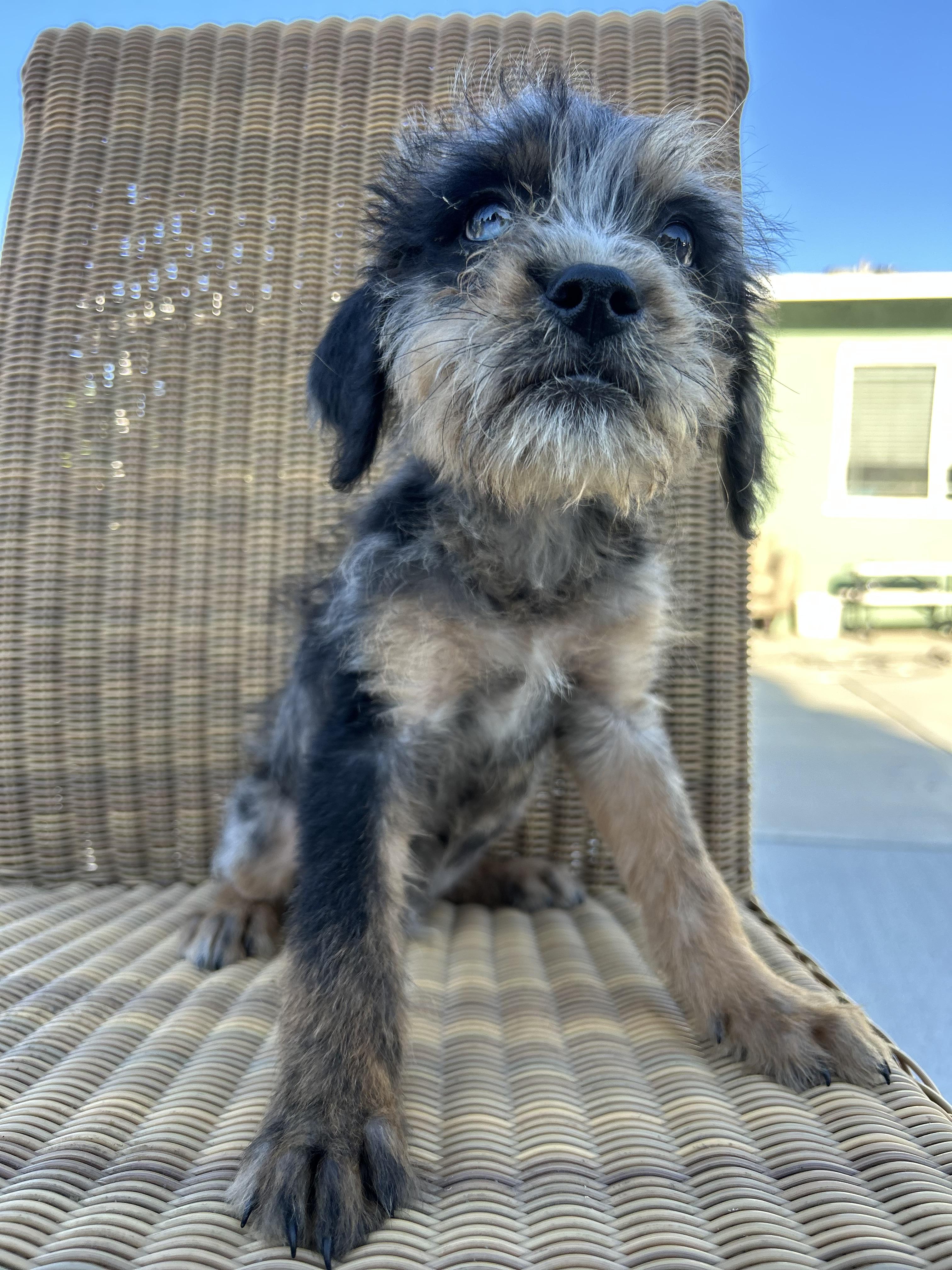 Thistle, an adoptable Goldendoodle, English Bulldog in Corona, CA, 92881 | Photo Image 4