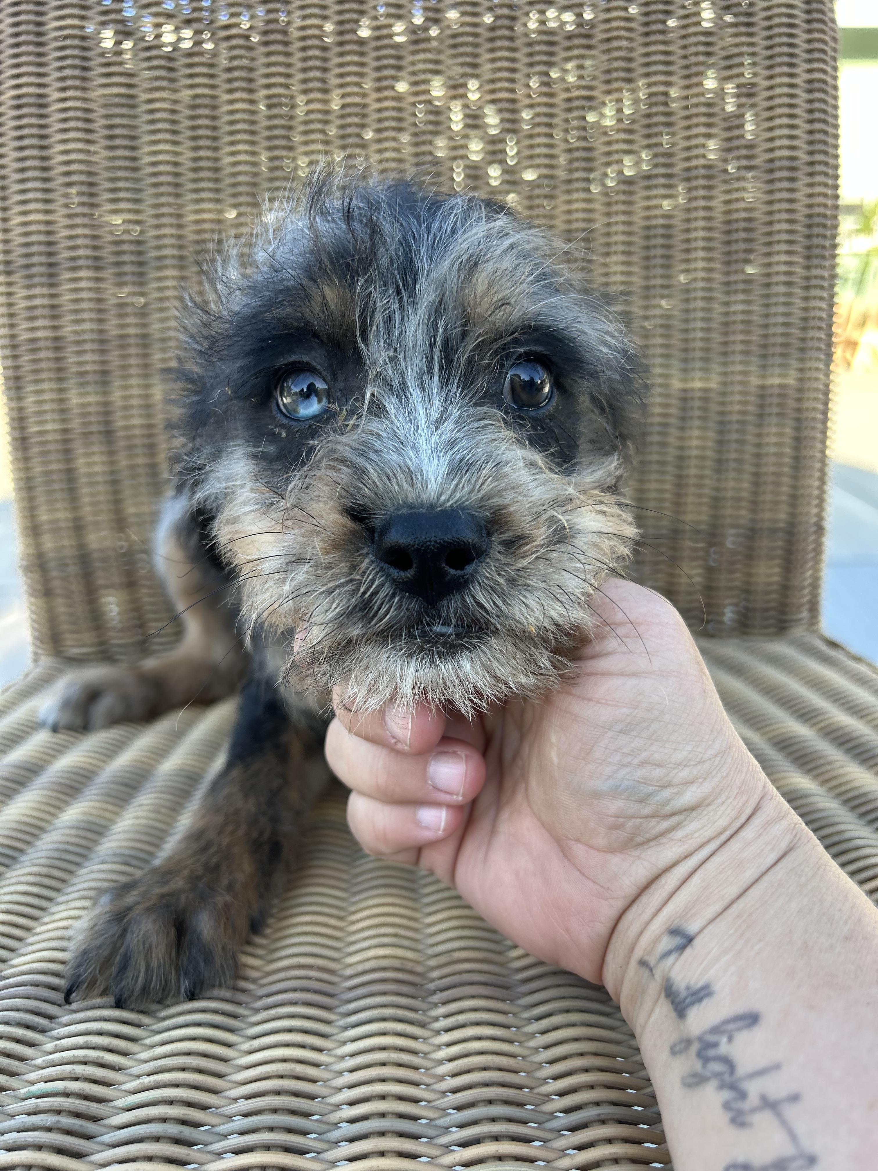Thistle, an adoptable Goldendoodle, English Bulldog in Corona, CA, 92881 | Photo Image 1