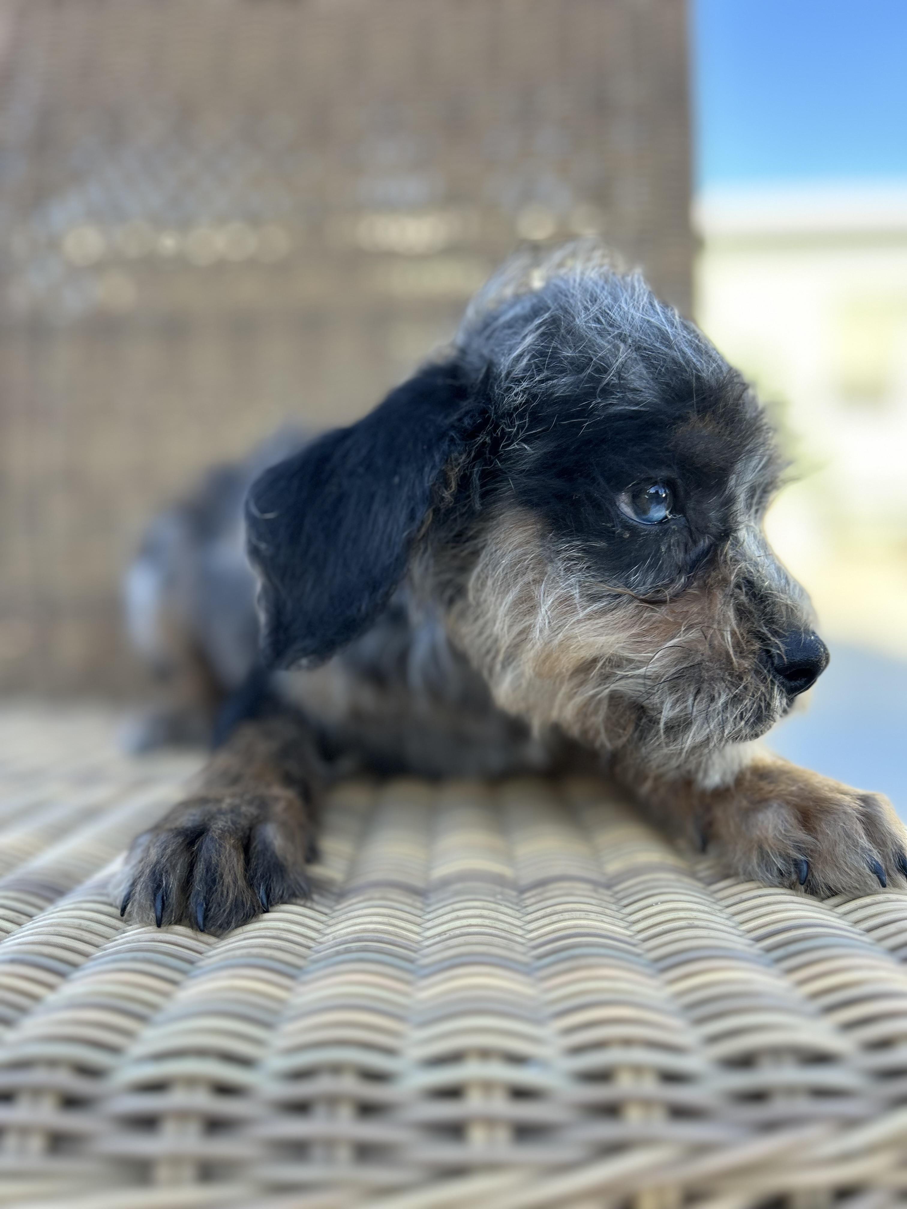 Thistle, an adoptable Goldendoodle, English Bulldog in Corona, CA, 92881 | Photo Image 5