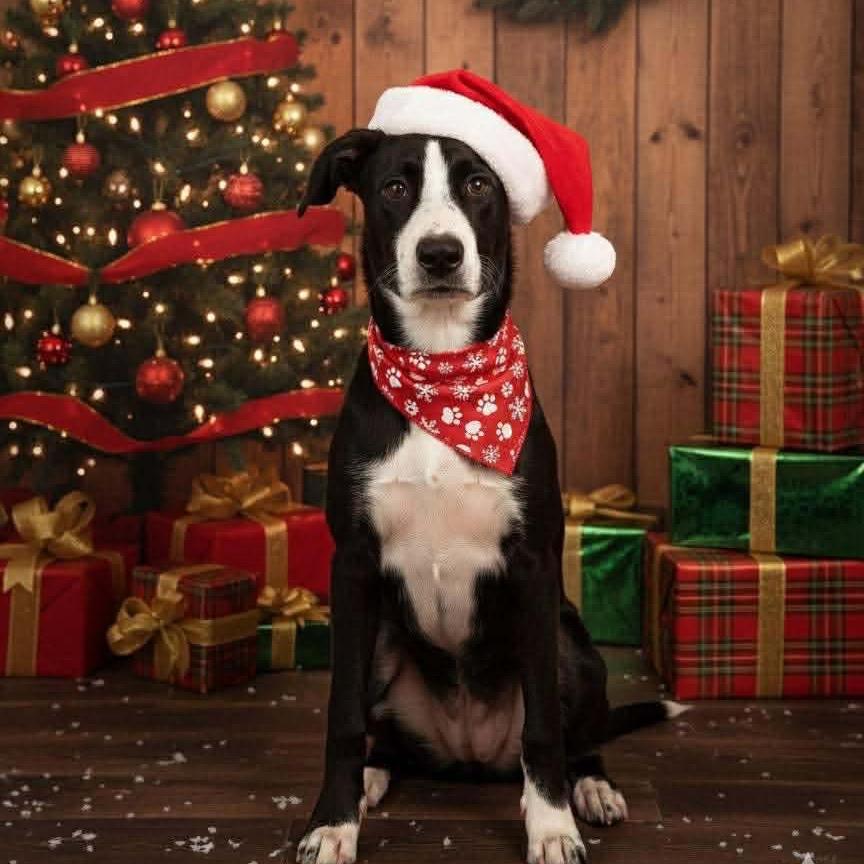 Kami, a Adoptable mixed breed in Wadena, MN image 1/3