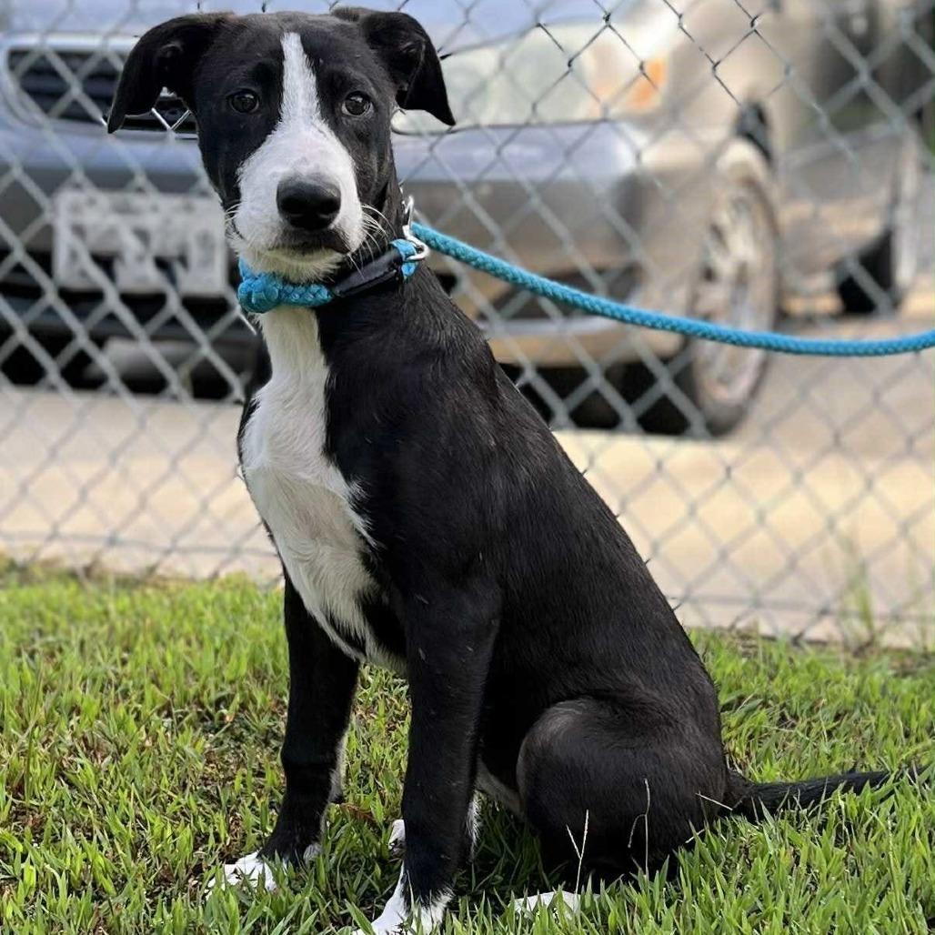 Kami, a Adoptable mixed breed in Wadena, MN image 2/3