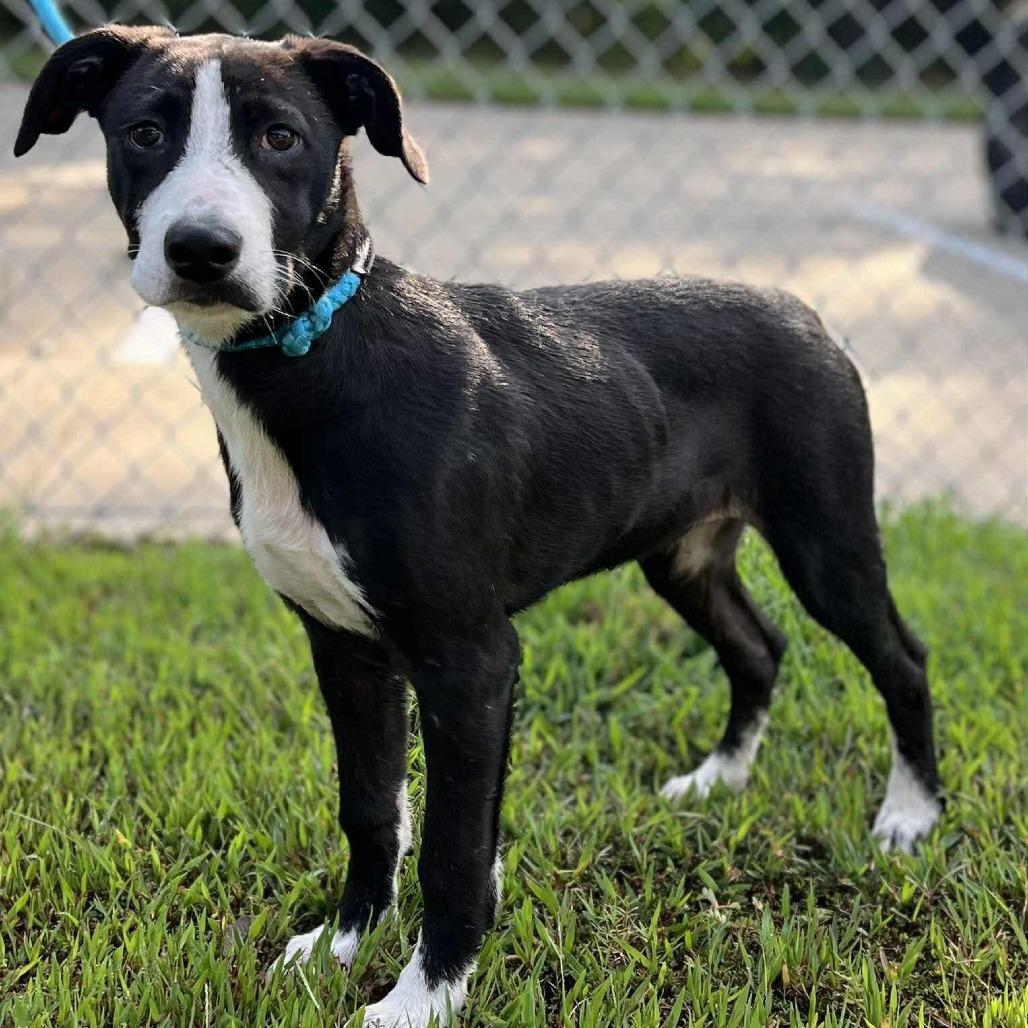 Kami, a Adoptable mixed breed in Wadena, MN image 3/3