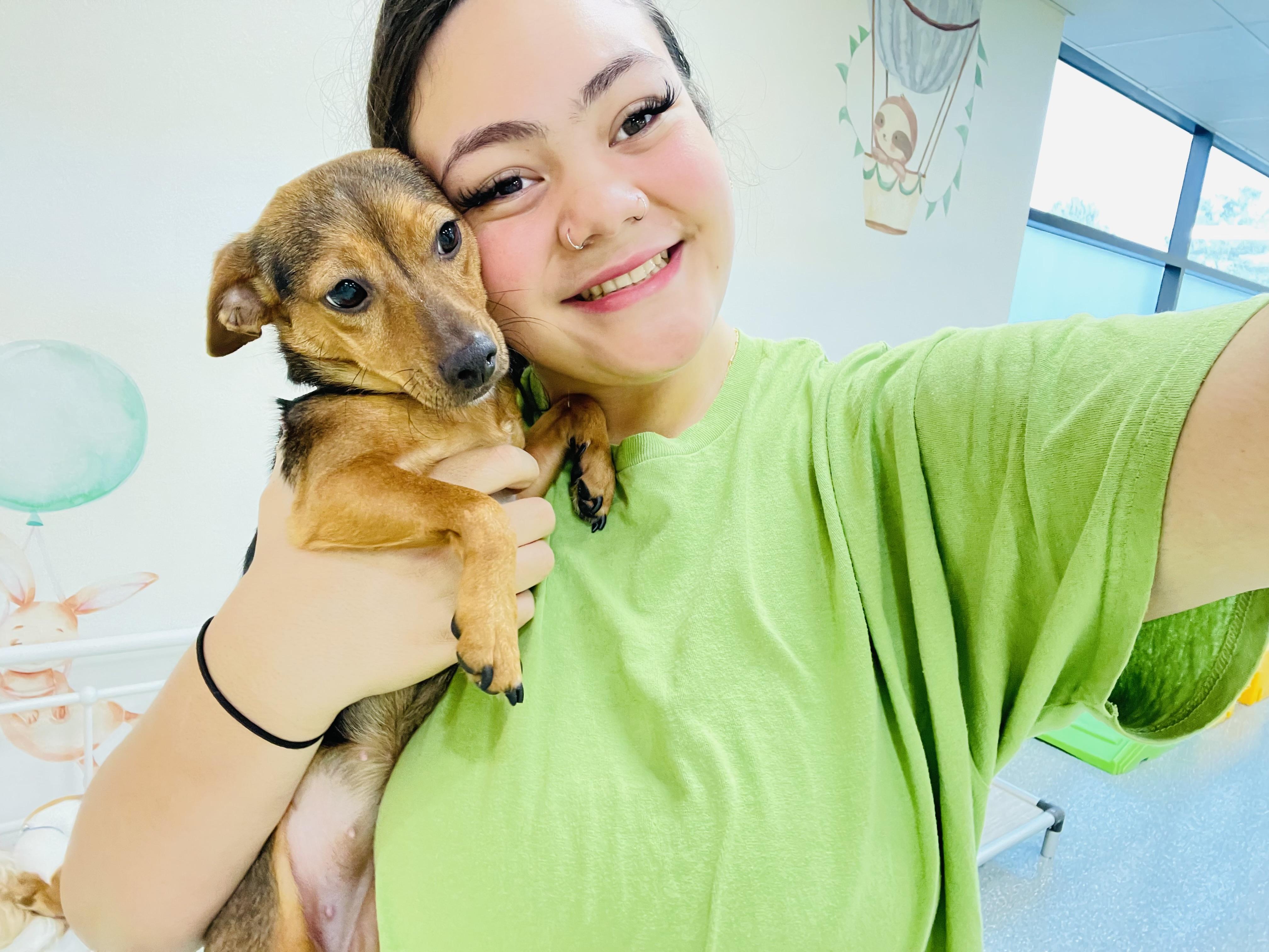 Enlarge Foxy, a Adoptable Chihuahua in Rancho Santa Margarita, CA image 3/4