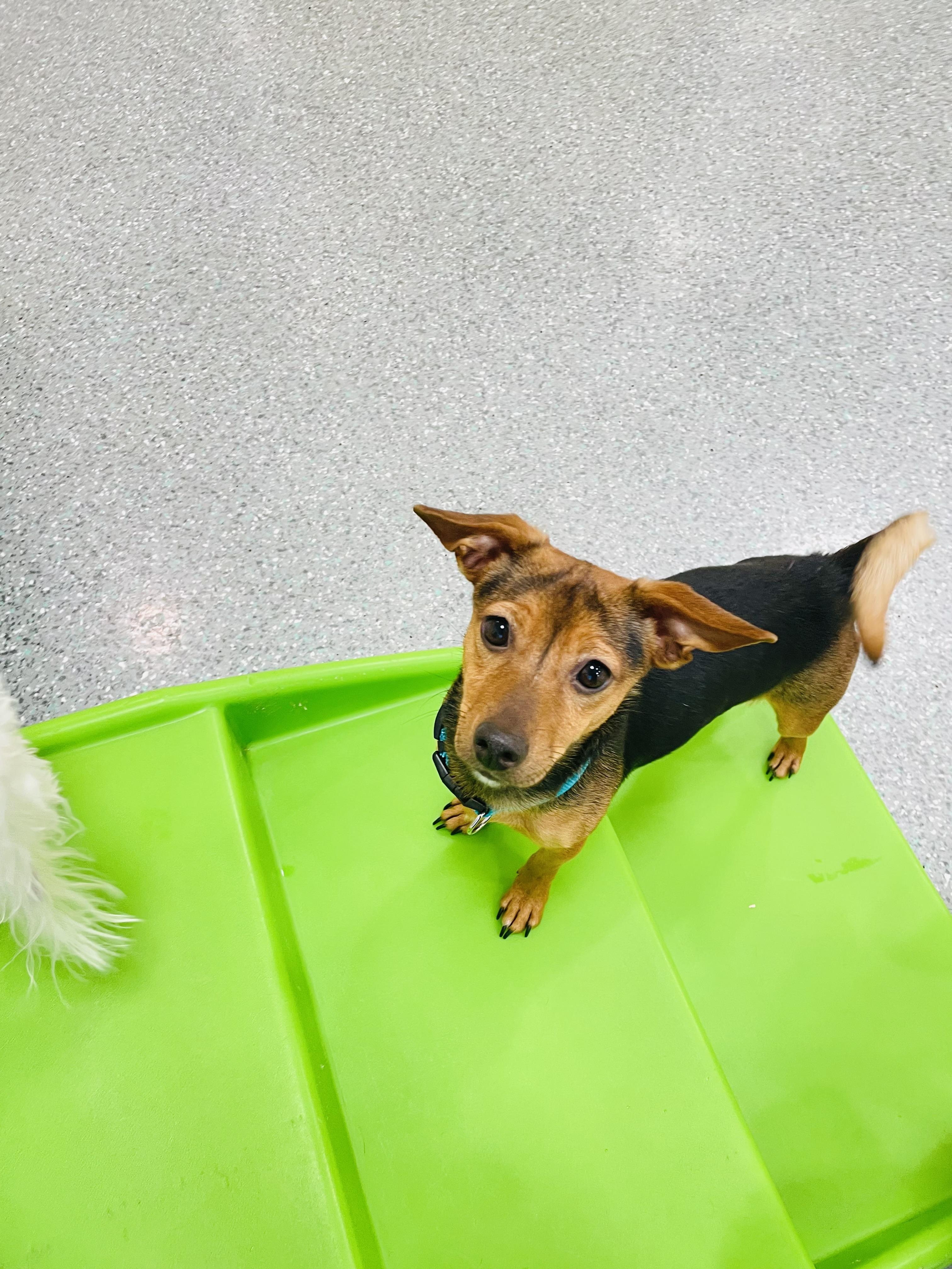 Enlarge Foxy, a Adoptable Chihuahua in Rancho Santa Margarita, CA image 4/4