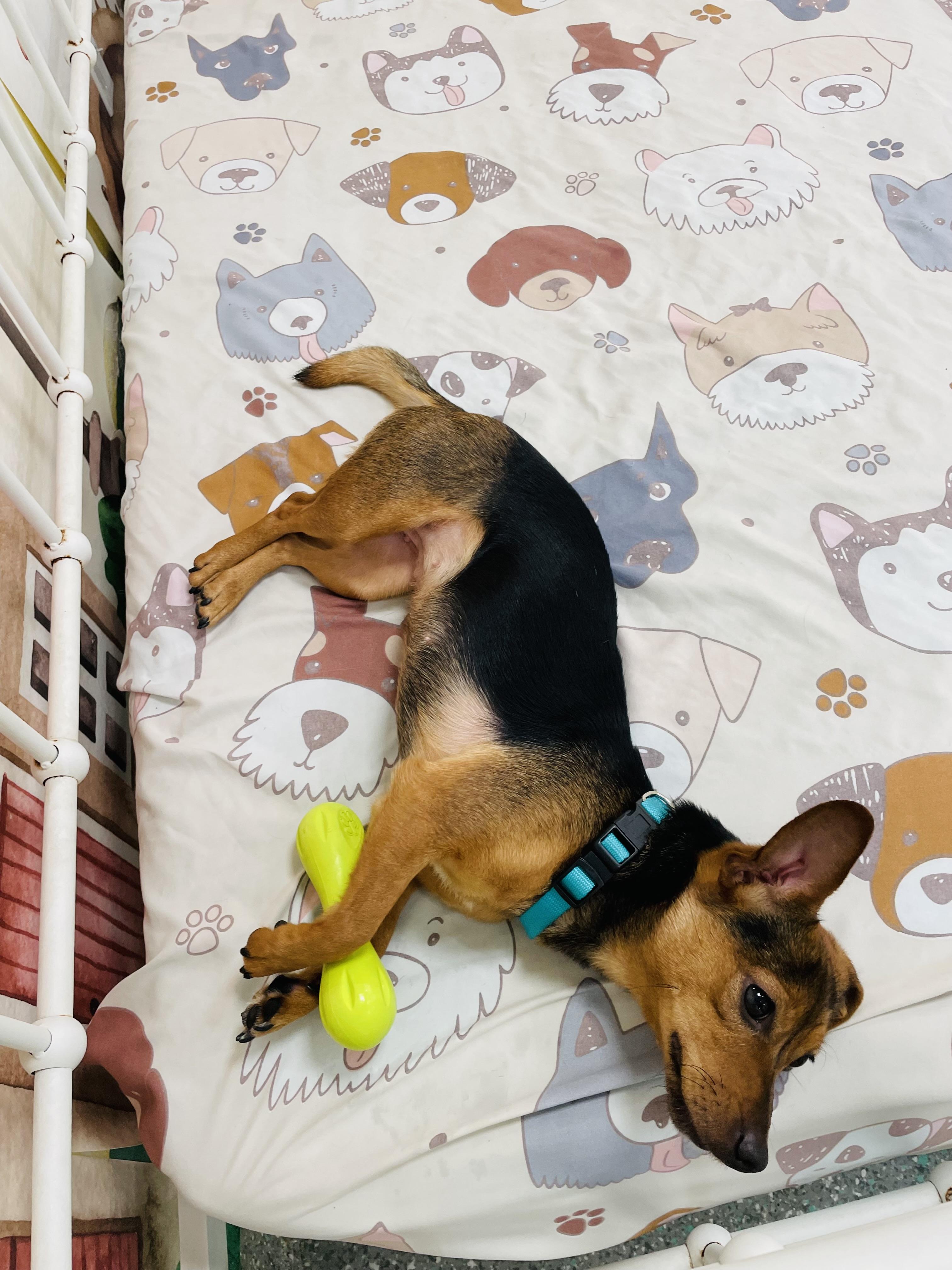 Enlarge Foxy, a Adoptable Chihuahua in Rancho Santa Margarita, CA image 2/4