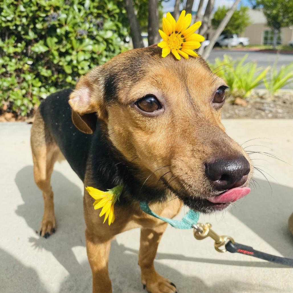 Enlarge Foxy, a Adoptable Chihuahua in Rancho Santa Margarita, CA image 1/4