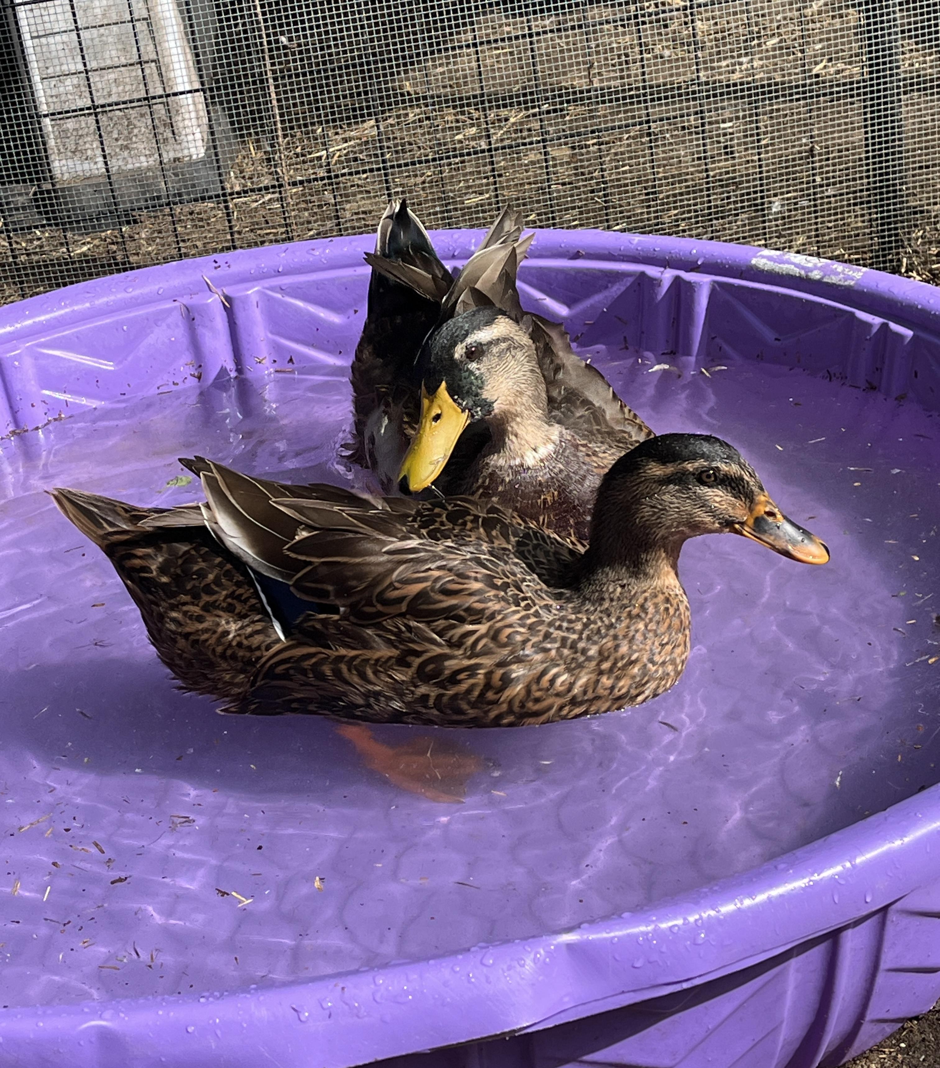 Enlarge The Puppy Ducks, a Adopted Duck in New York, NY image 4/5