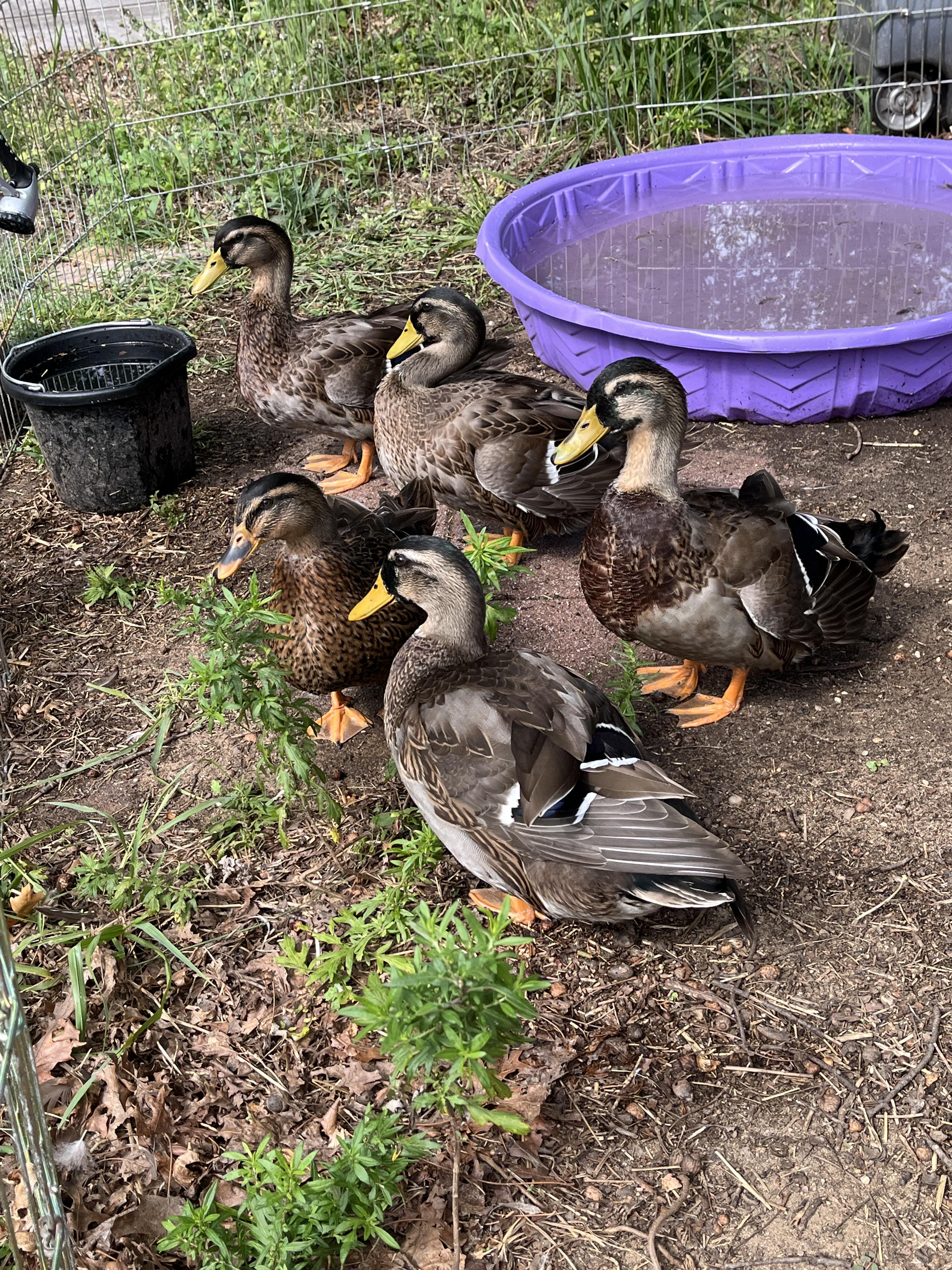 Enlarge The Puppy Ducks, a Adopted Duck in New York, NY image 3/5