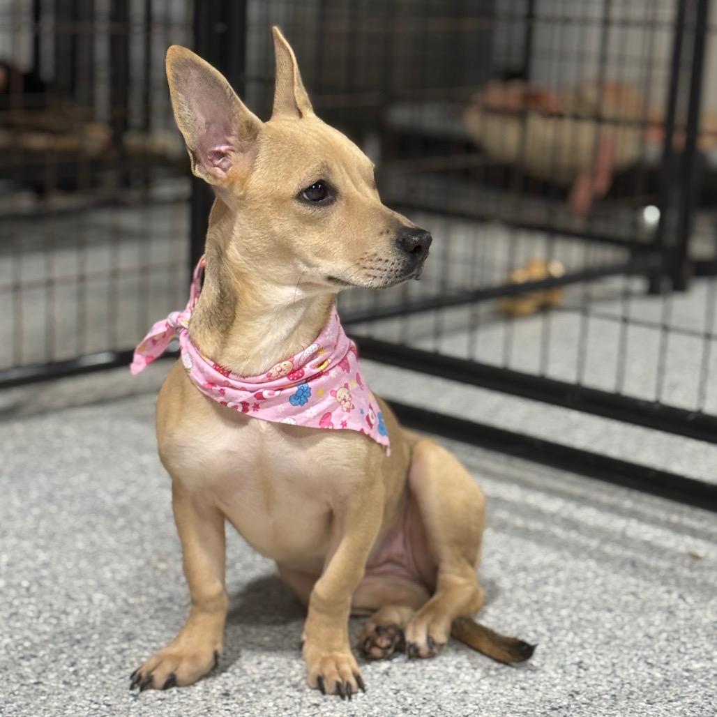 Isabel, Adoptable, Young Female Chihuahua & Dachshund.