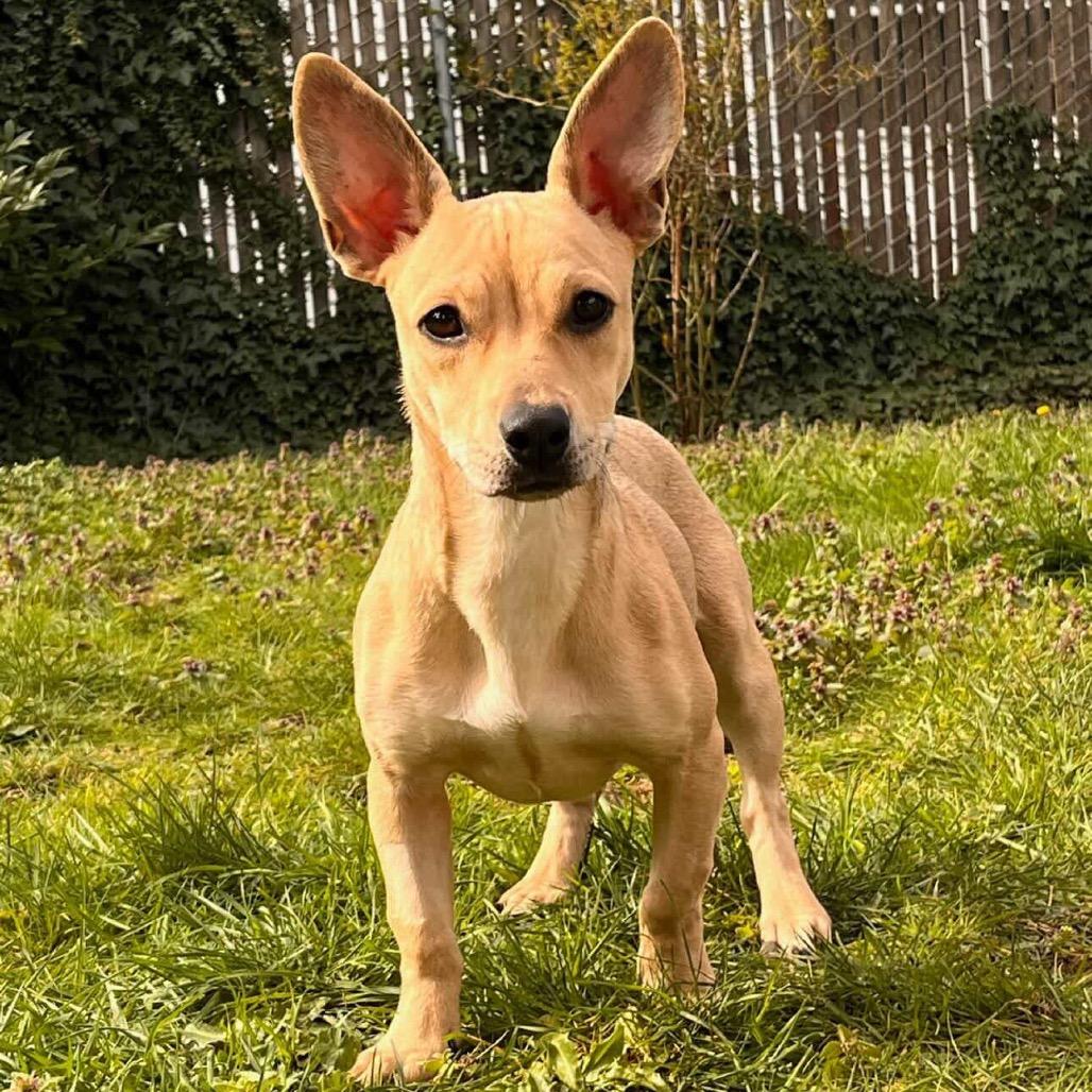 Enlarge Isabel, a Adoptable mixed breed in Newberg, OR image 2/6
