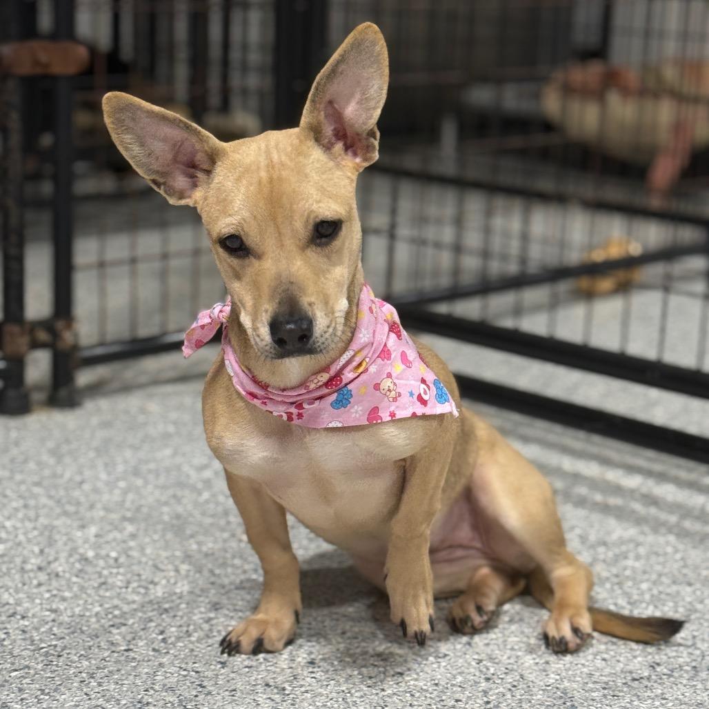 Isabel, a Adoptable mixed breed in Newberg, OR image 3/6