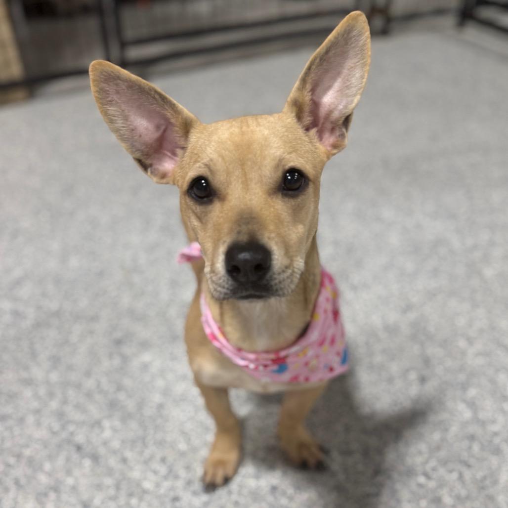 Isabel, a Adoptable mixed breed in Newberg, OR image 4/6