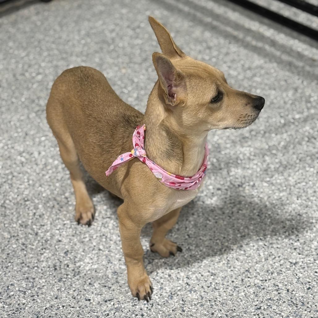 Isabel, a Adoptable mixed breed in Newberg, OR image 5/6