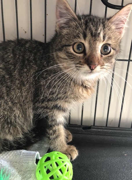 Lucy, Adoptable, Young Female Tabby.