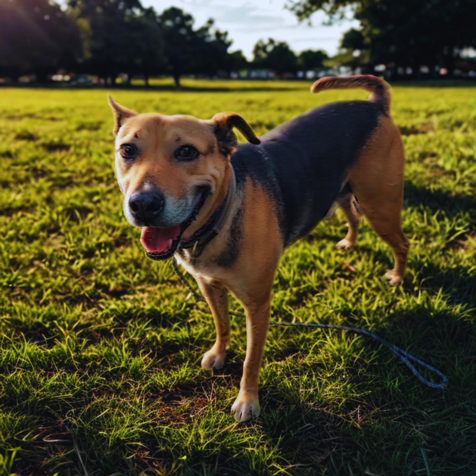 Charlie, a ADOPTABLE mixed breed in San Diego, CA image 3/4