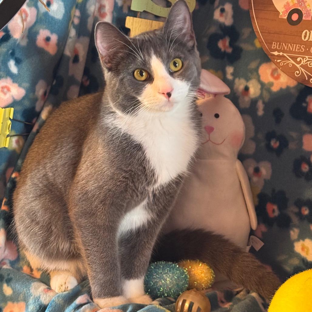 Enlarge Barney- "Big Barn", a Adoptable mixed breed in Mount Vernon, IL image 2/6