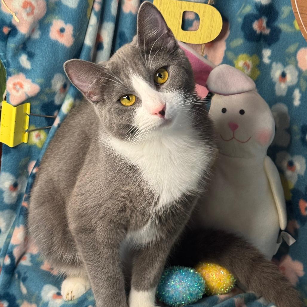 Enlarge Barney- "Big Barn", a Adoptable mixed breed in Mount Vernon, IL image 3/6