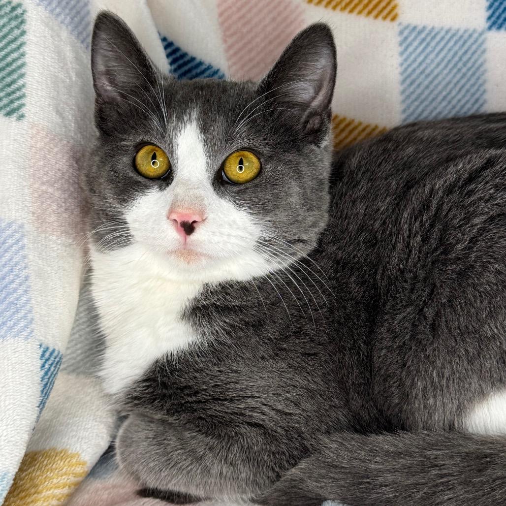 Enlarge Barney- "Big Barn", a Adoptable mixed breed in Mount Vernon, IL image 4/6