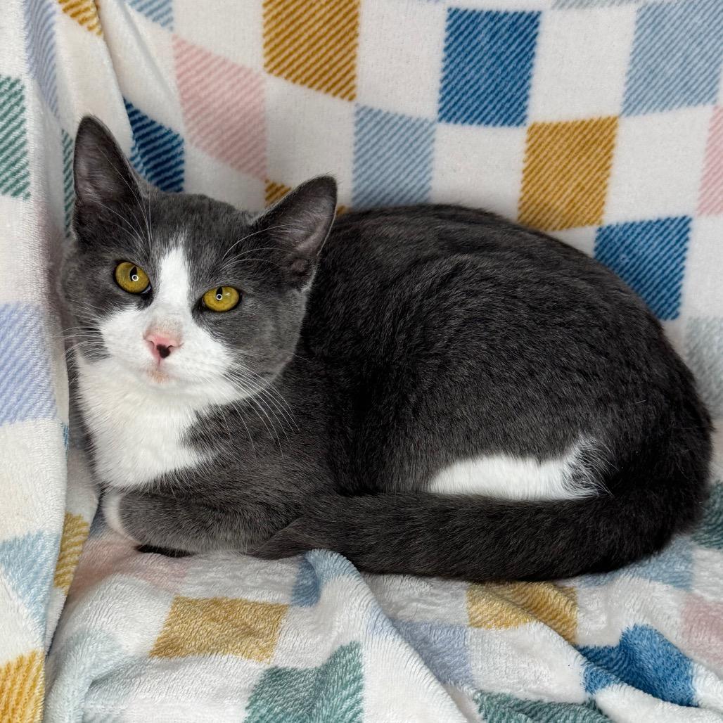 Enlarge Barney- "Big Barn", a Adoptable mixed breed in Mount Vernon, IL image 5/6