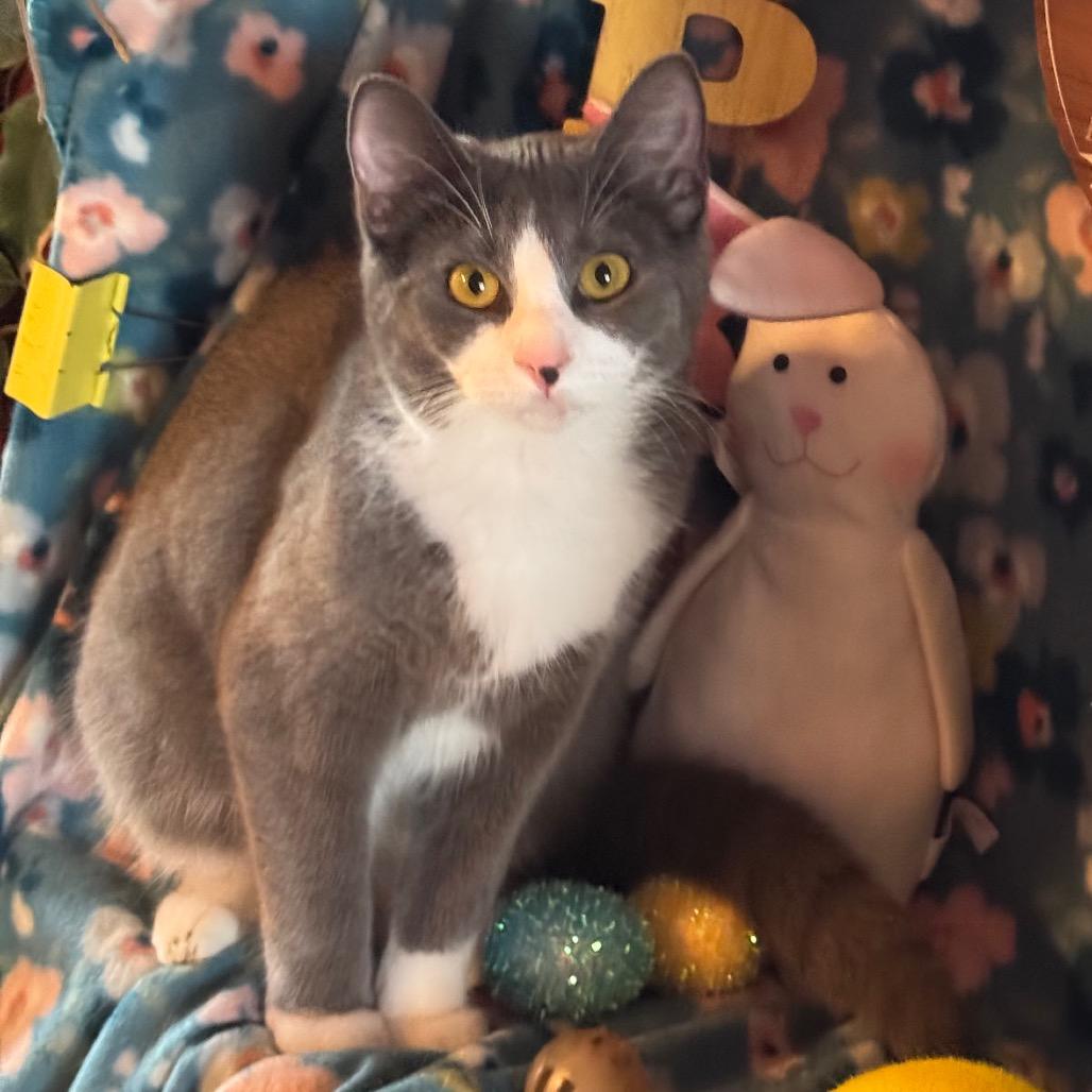 Enlarge Barney- "Big Barn", a Adoptable mixed breed in Mount Vernon, IL image 6/6