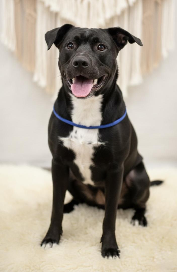 Enlarge Prince , a ADOPTABLE mixed breed in Deltona, FL image 2/4