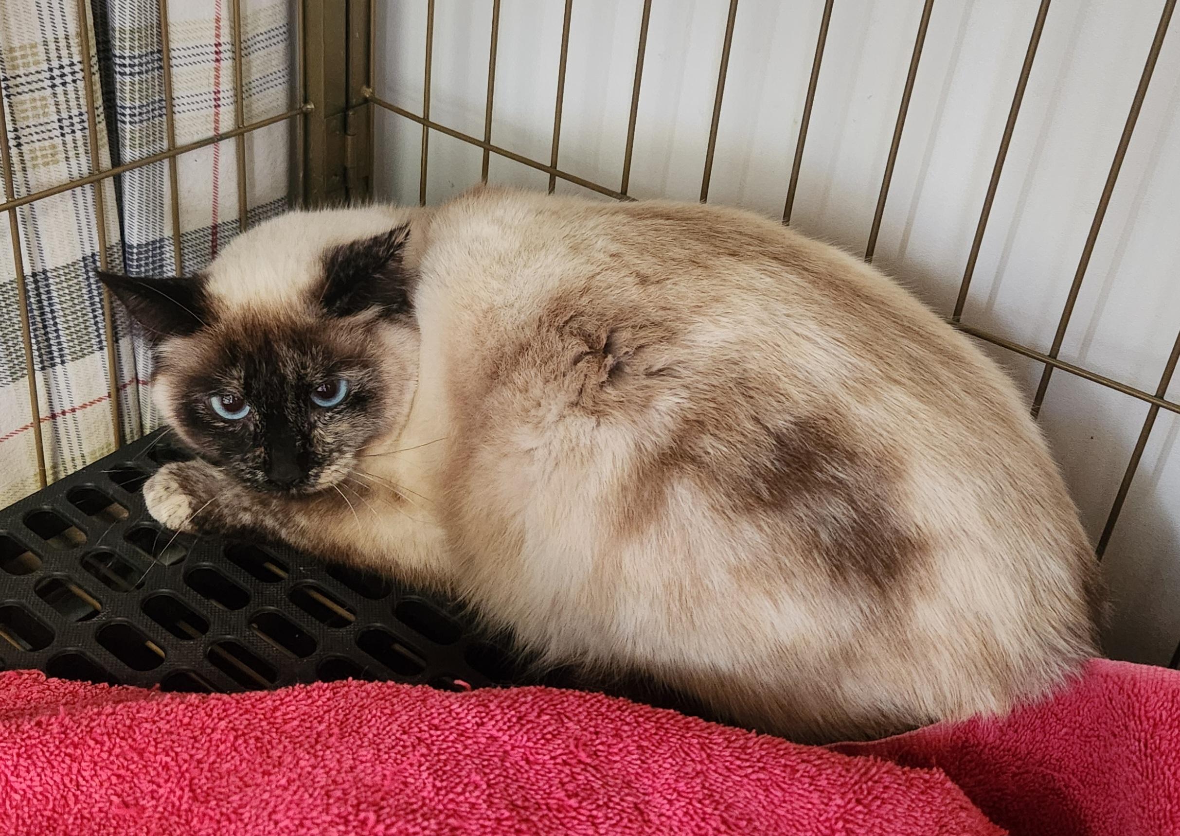 Enlarge Destiny, a ADOPTABLE Siamese in Yarnell, AZ image 1/1