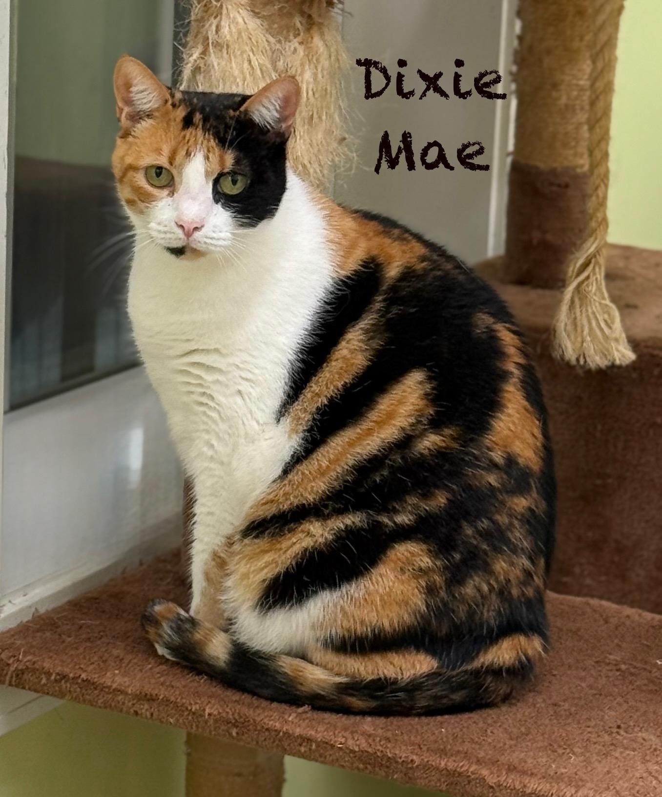 Dixie Mae, Adoptable, Adult Female Domestic Short Hair.