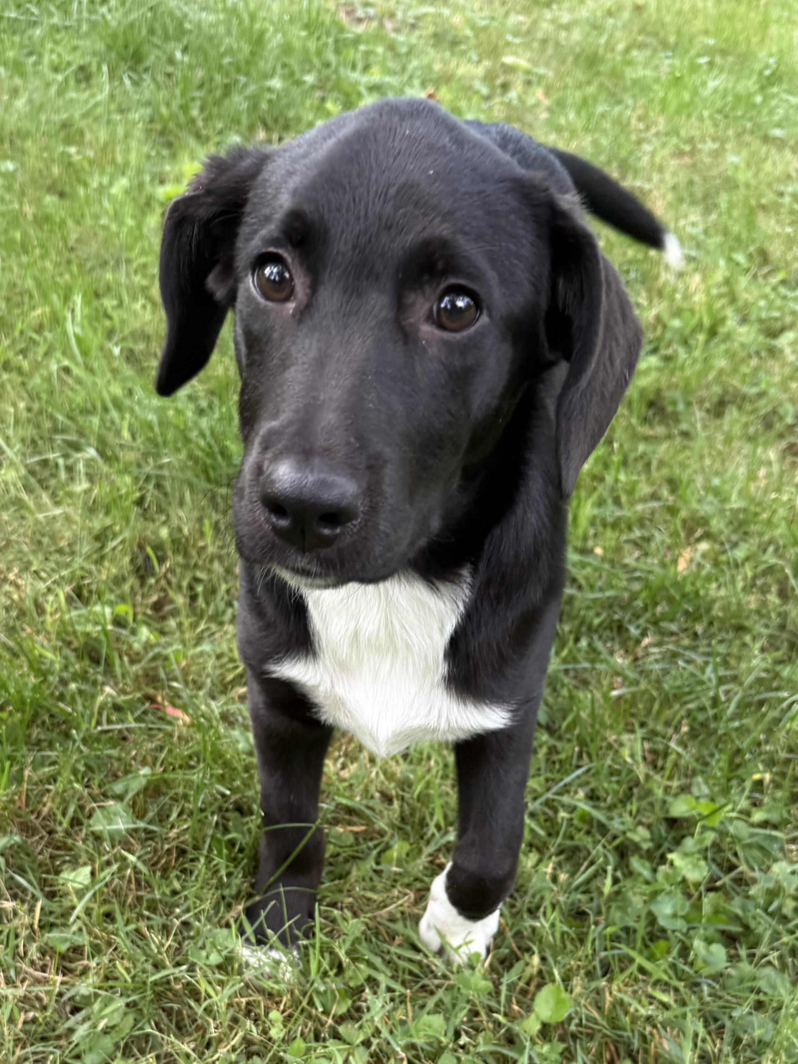 Enlarge Mari, a ADOPTABLE mixed breed in Succasunna, NJ image 6/6