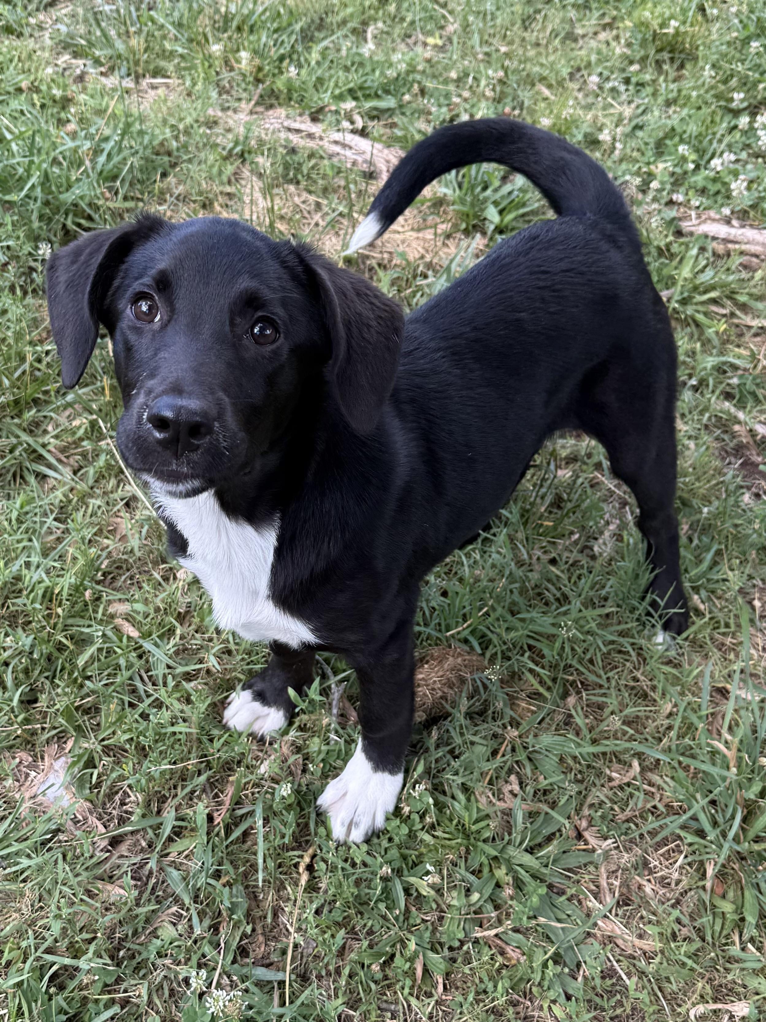 Enlarge Mari, a ADOPTABLE mixed breed in Succasunna, NJ image 5/6