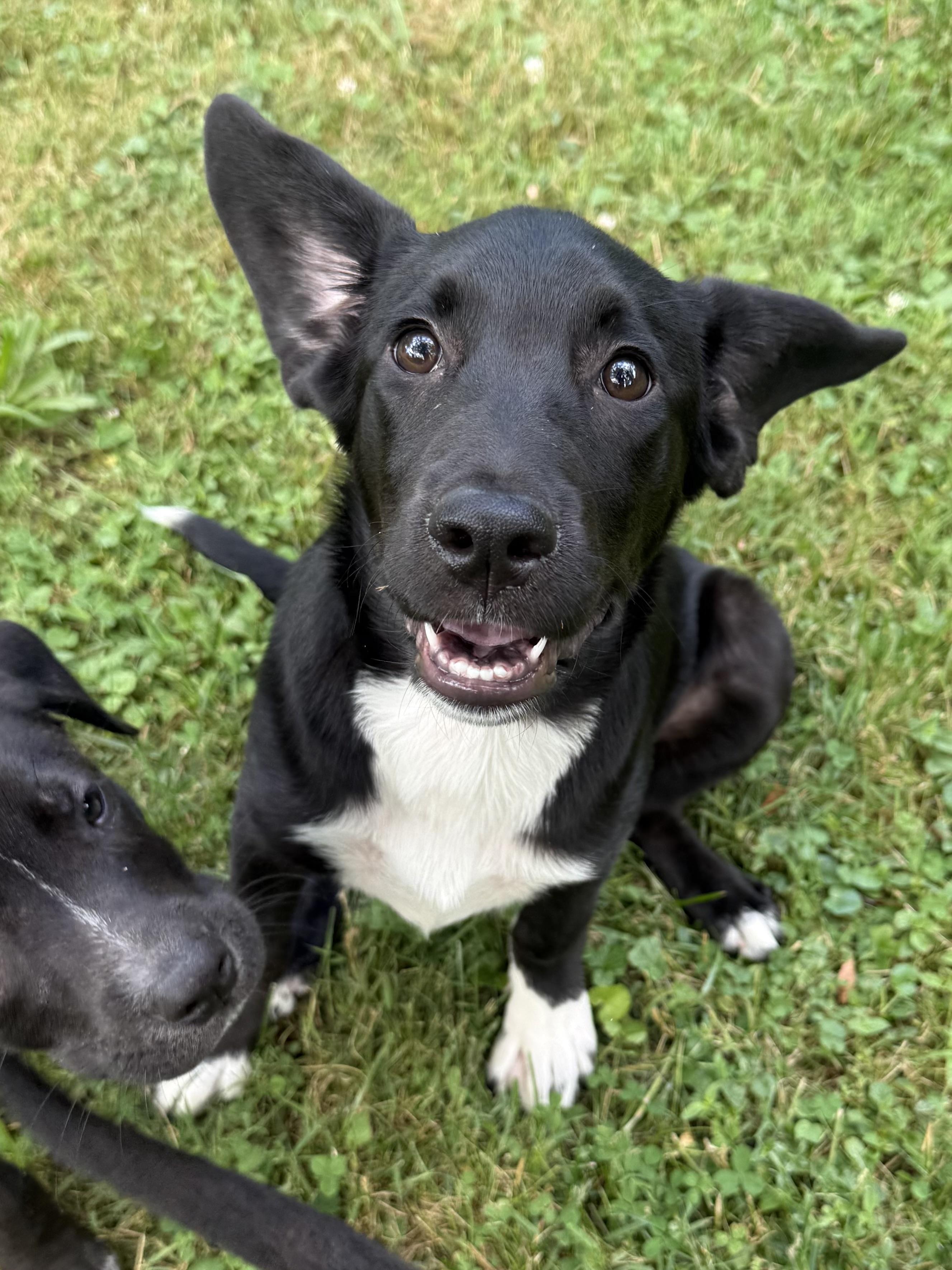 Enlarge Mari, a ADOPTABLE mixed breed in Succasunna, NJ image 4/6