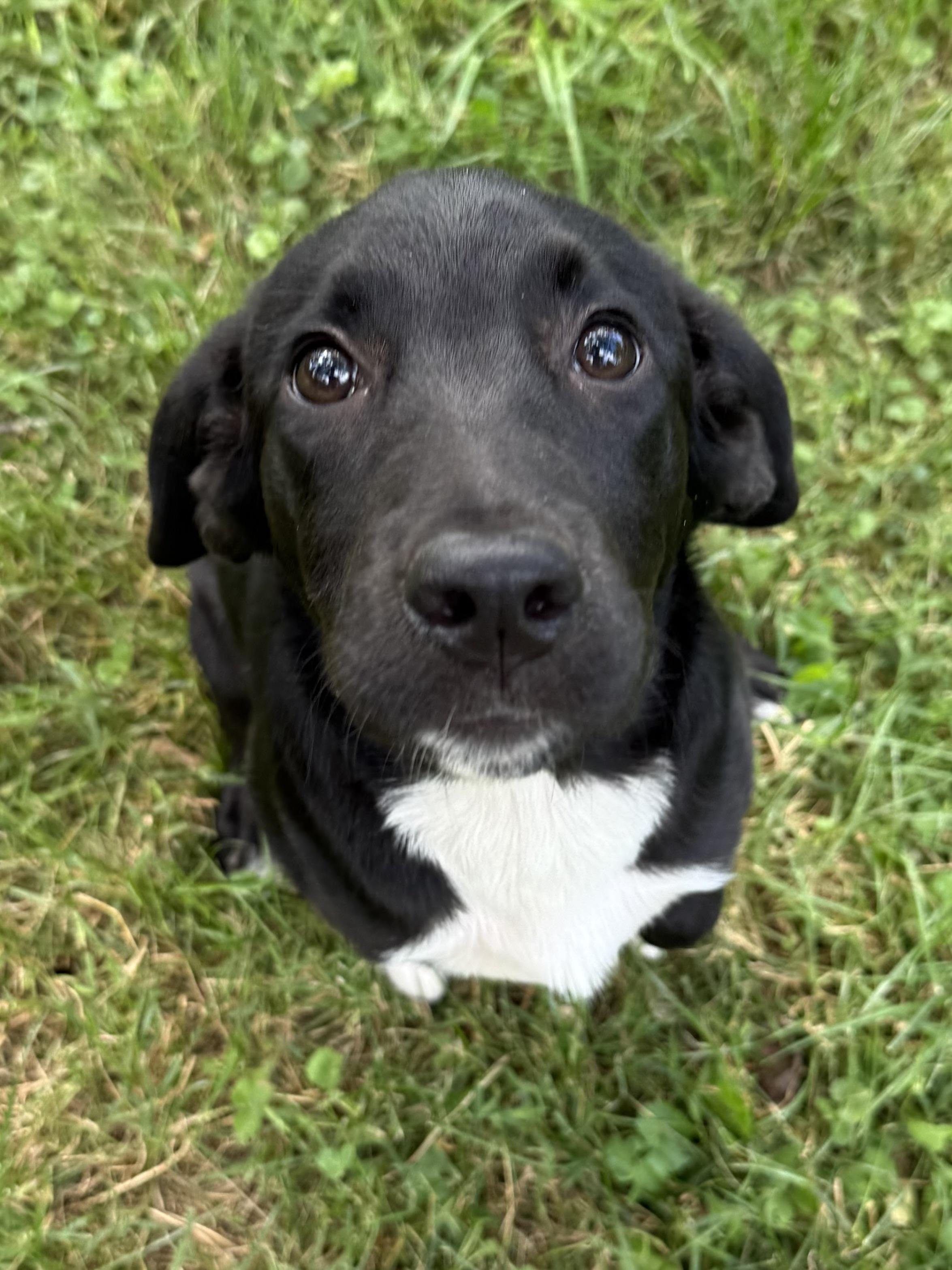 Enlarge Mari, a ADOPTABLE mixed breed in Succasunna, NJ image 2/6