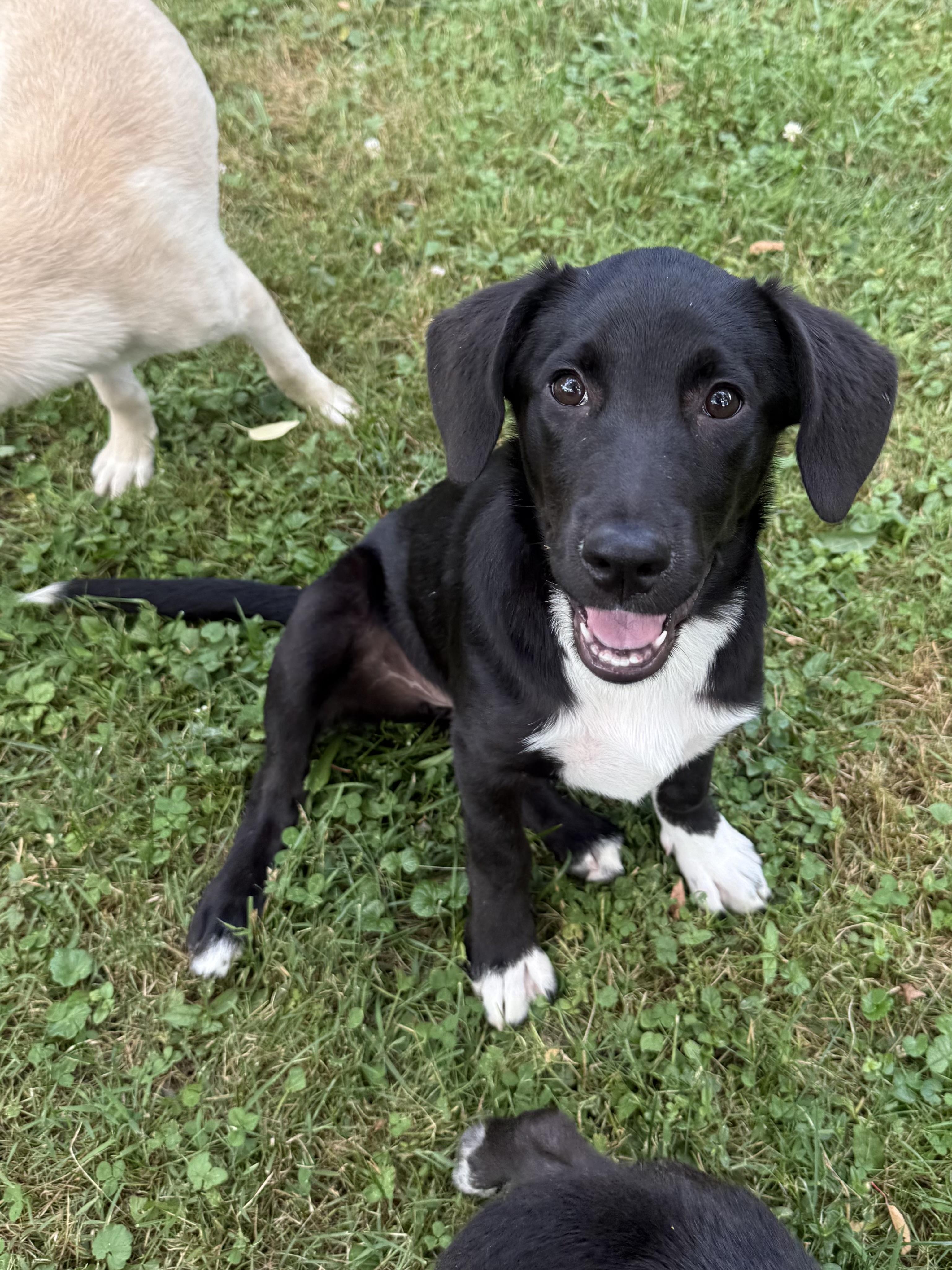Enlarge Mari, a ADOPTABLE mixed breed in Succasunna, NJ image 3/6