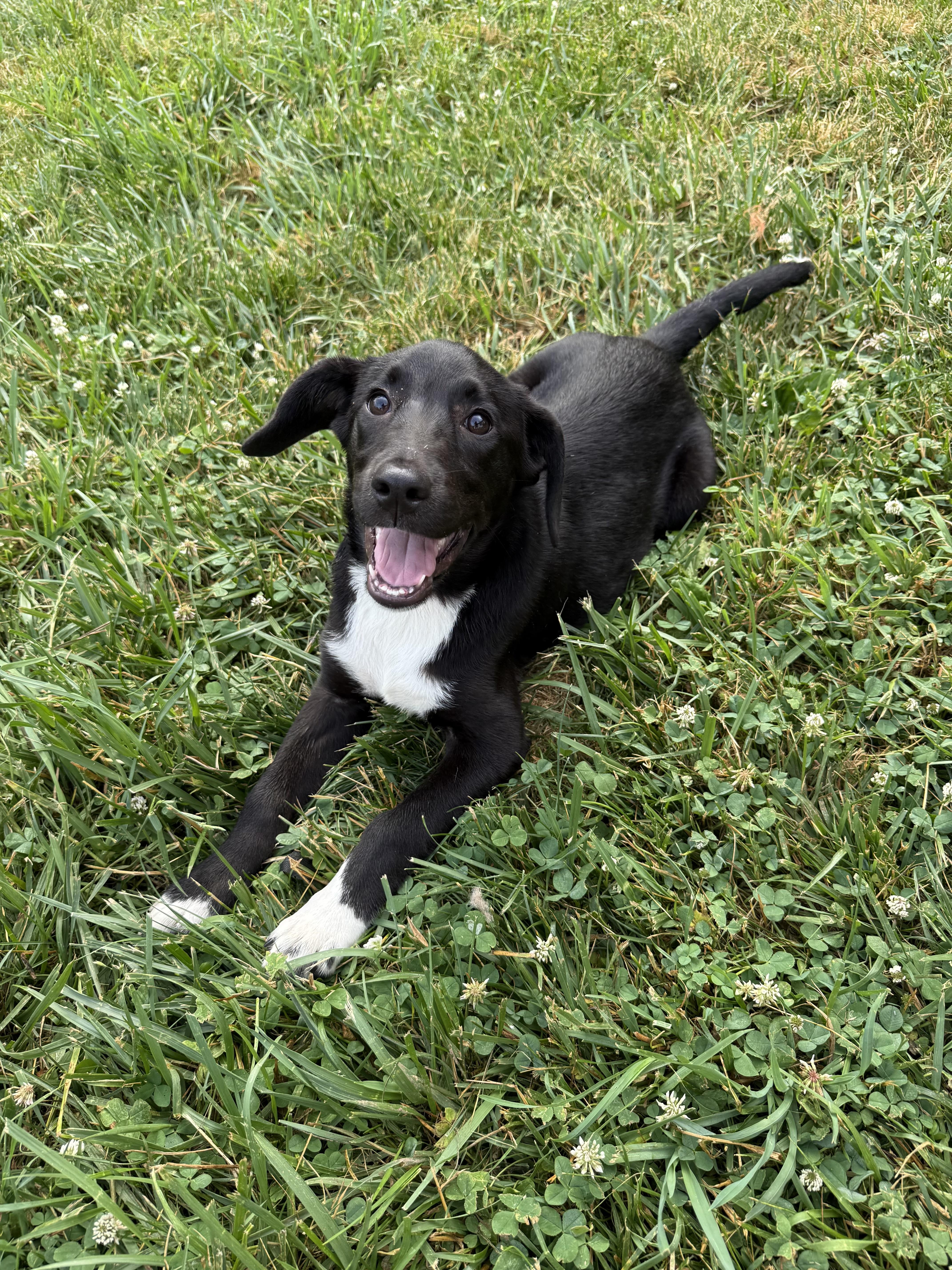 Mari, ADOPTABLE, Puppy Female Black Labrador Retriever.