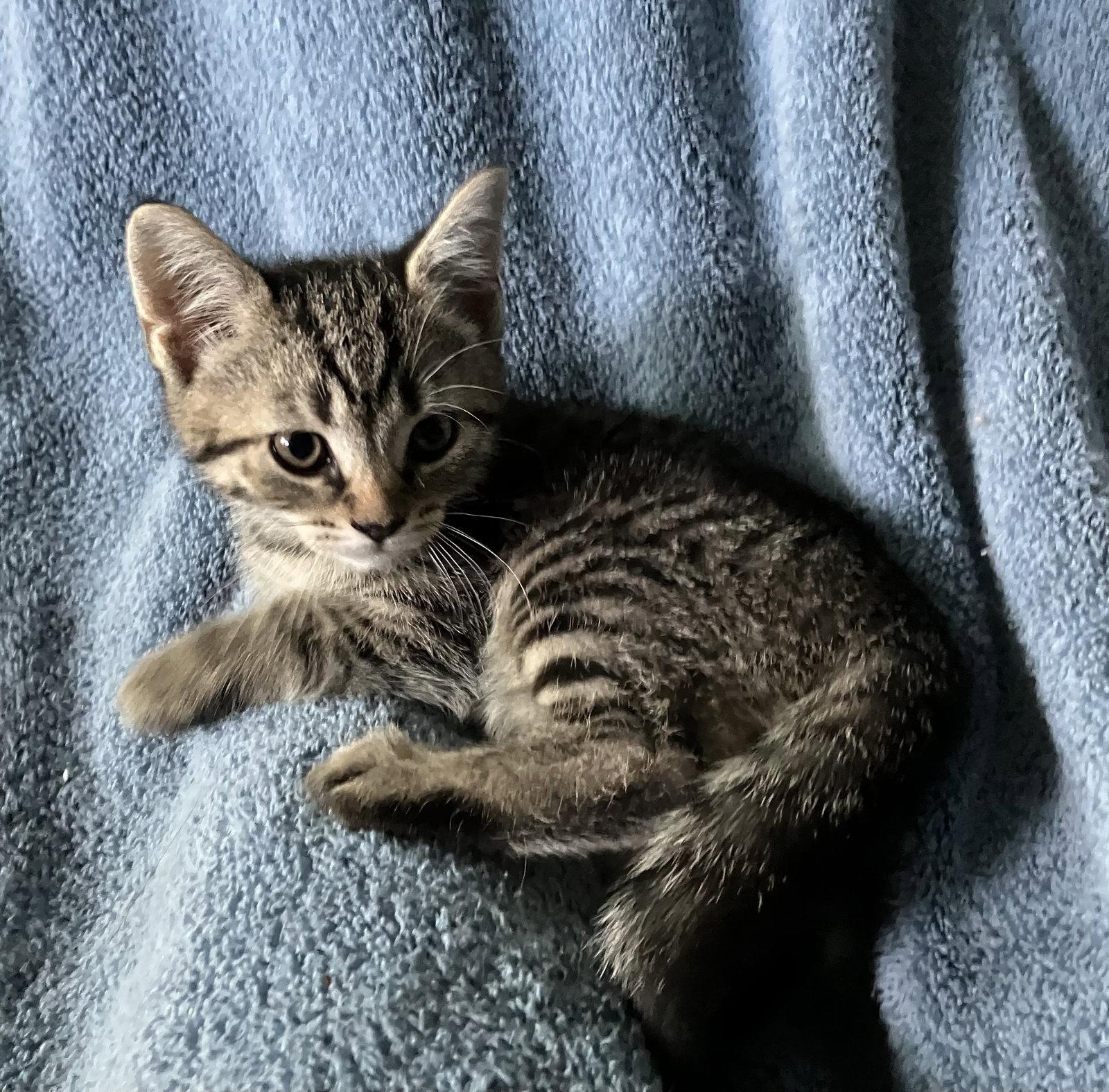 Callum, Adoptable, Kitten Male Tabby & Scottish Fold.