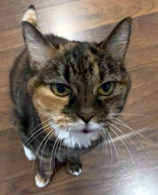 Enlarge Sissy, a Adoptable mixed breed in Magnolia Springs, AL image 1/2