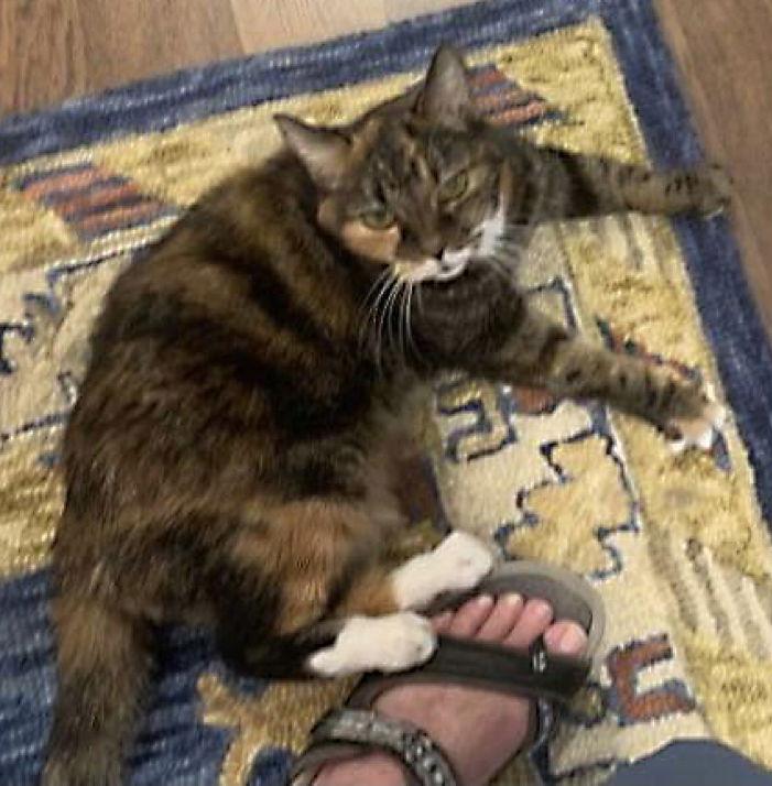 Enlarge Sissy, a Adoptable mixed breed in Magnolia Springs, AL image 2/2