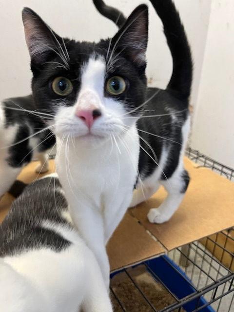 Enlarge ***Hollis ***CL, a Adoptable Domestic Short Hair in Kansas City, MO image 1/2