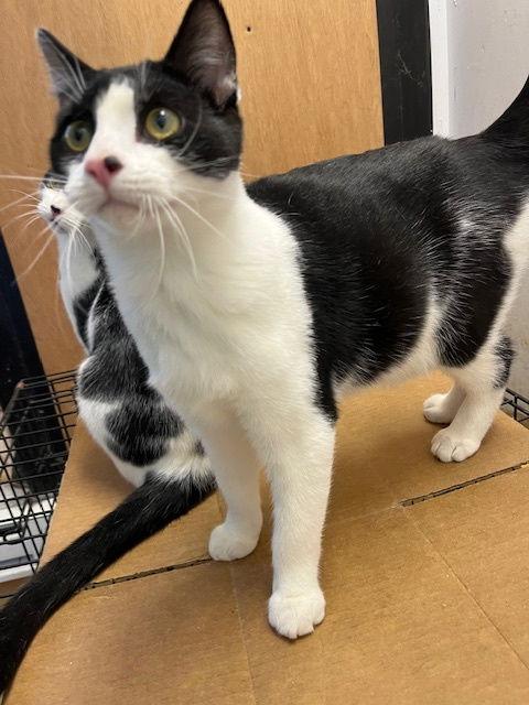 Enlarge ***Hollis ***CL, a Adoptable Domestic Short Hair in Kansas City, MO image 2/2