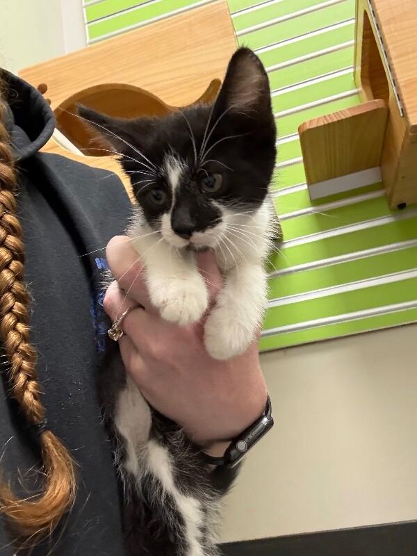 Enlarge Median, a Adoptable Domestic Short Hair in Osseo, MI image 1/1