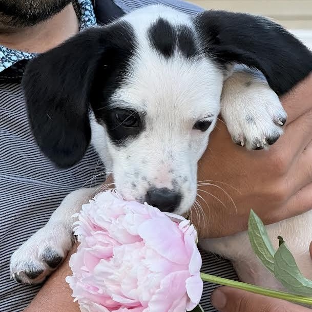 Sweet Cheeks, a ADOPTABLE mixed breed in Midlothian, VA image 2/6