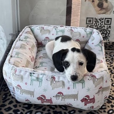 Sweet Cheeks, a ADOPTABLE mixed breed in Midlothian, VA image 5/6