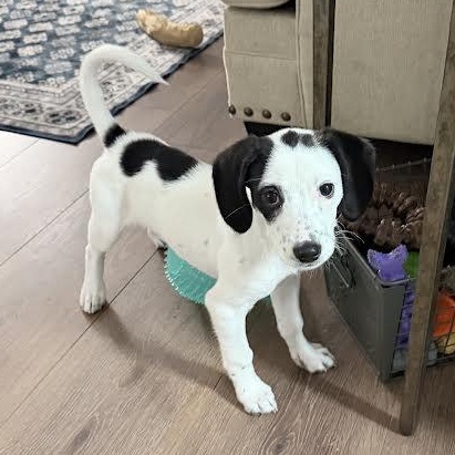 Sweet Cheeks, a ADOPTABLE mixed breed in Midlothian, VA image 1/6