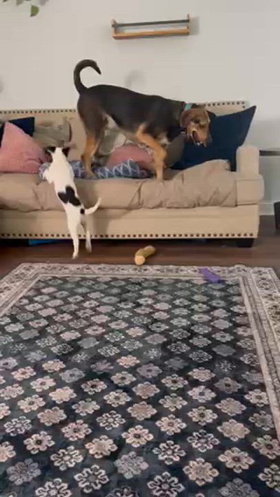 Enlarge Sweet Cheeks, a ADOPTABLE mixed breed in Midlothian, VA video 6/6