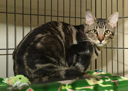 Enlarge Birch, a Adoptable Domestic Short Hair in Baton Rouge, LA image 1/1