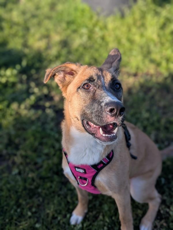 Enlarge Fern, a Adoptable mixed breed in Santa Rosa, CA image 1/4